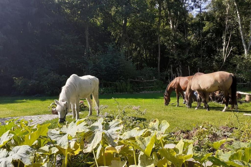 Poggenhagen Urlaub Mitten In Der Natur Neustadt am Rübenberge Εξωτερικό φωτογραφία